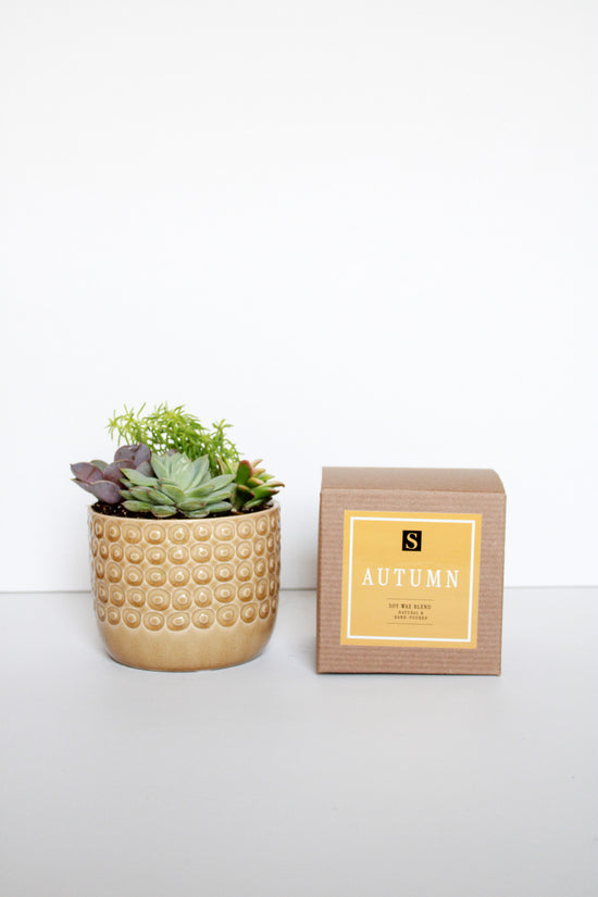 Mustard Circles Pot Succulent + Autumn Candle Gift Box