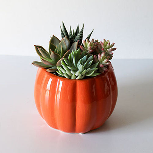 6" Orange Pumpkin Succulent