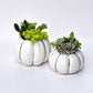 White Pumpkin Succulent
