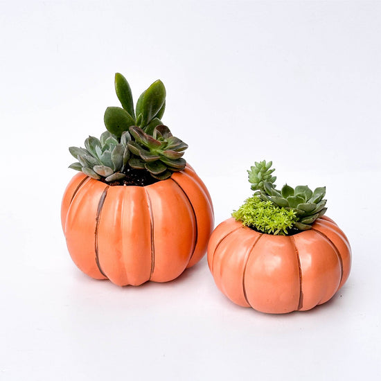Orange Pumpkin Succulent