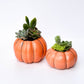 Orange Pumpkin Succulent