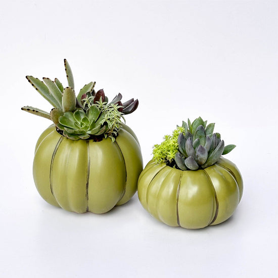 Olive Pumpkin Succulent