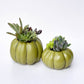 Olive Pumpkin Succulent