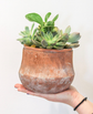 Terra Jar Succulent + Autumn Candle