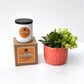 Autumn Signature Candle with Orange Circle Succulent