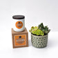 Autumn Signature Candle with Green Circle Succulent