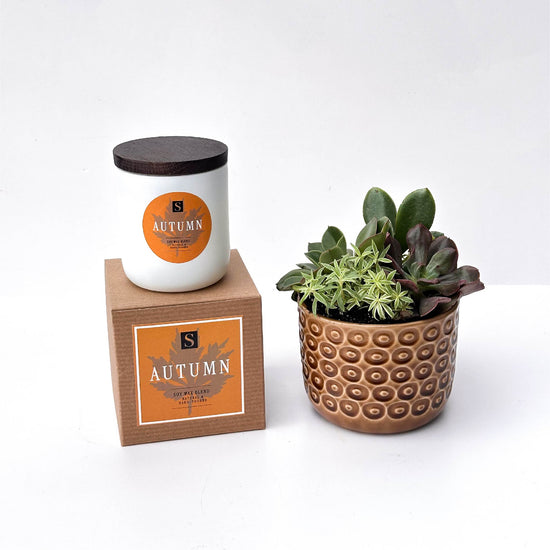 Autumn Signature Candle with Brown Circle Succulent