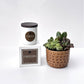 Fireside Signature Candle with Brown Circle Succulent