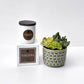Fireside Signature Candle with Green Circle Succulent