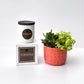 Fireside Signature Candle with Orange Circle Succulent