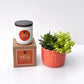 Fall Signature Candle with Orange Circle Succulent
