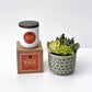 Fall Signature Candle with Green Circle Succulent