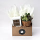 Fireside Signature Candle with Brown Circle Succulent