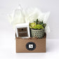 Fireside Signature Candle with Green Circle Succulent
