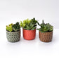 Brown Circle Pot Succulent