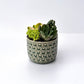 Green Circle Pot Succulent