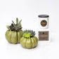 Fireside Signature Candle with Olive Pumpkin Succulent