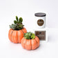 Fireside Signature Candle with Orange Pumpkin Succulent