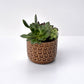 Brown Circle Pot Succulent