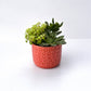 Orange Circle Pot Succulent