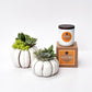 Autumn Signature Candle with White Pumpkin Succulent