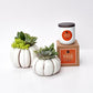 Fall Signature Candle with White Pumpkin Succulent