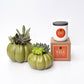 Fall Signature Candle with Olive Pumpkin Succulent