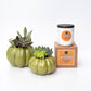 Autumn Signature Candle with Olive Pumpkin Succulent
