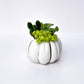 White Pumpkin Succulent