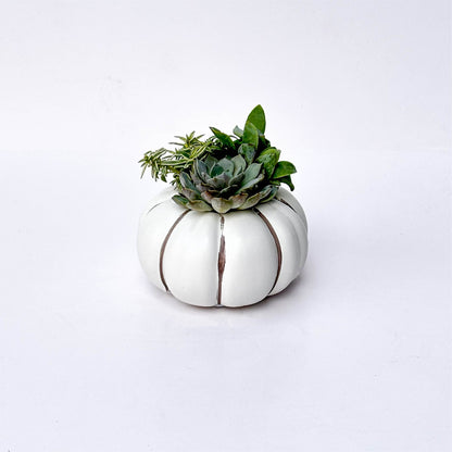 White Pumpkin Succulent