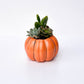 Orange Pumpkin Succulent