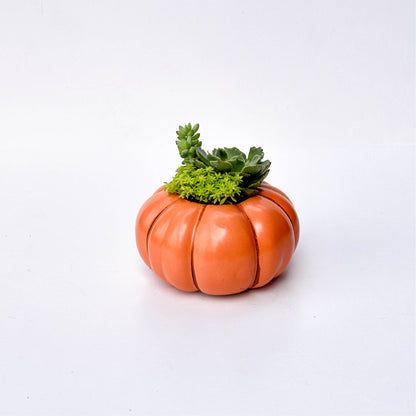 Orange Pumpkin Succulent