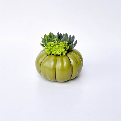 Olive Pumpkin Succulent