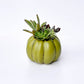 Olive Pumpkin Succulent