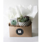 Large Lattice Succulent + Signature Candle Gift Box