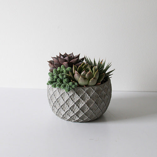 Grey Lattice Succulent