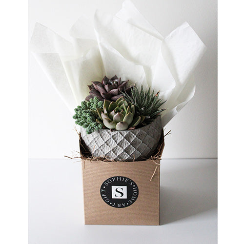 Grey Lattice Succulent
