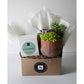 Terra Jar Succulent + Signature Candle Gift Box