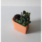 Terracotta Heart Succulent