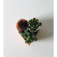 Terracotta Heart Succulent