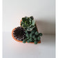 Terracotta Heart Succulent