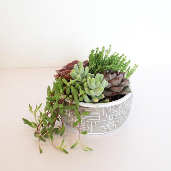 Large Ancient Art Succulent