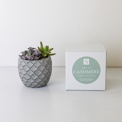 Small Lattice Succulent + Cashmere Candle Gift Box