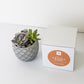 Small Lattice Succulent + Orange Rind Candle Gift Box