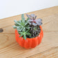 6" Orange Pumpkin Succulent
