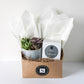 Ripple Succulent + Signature Candle Gift Box