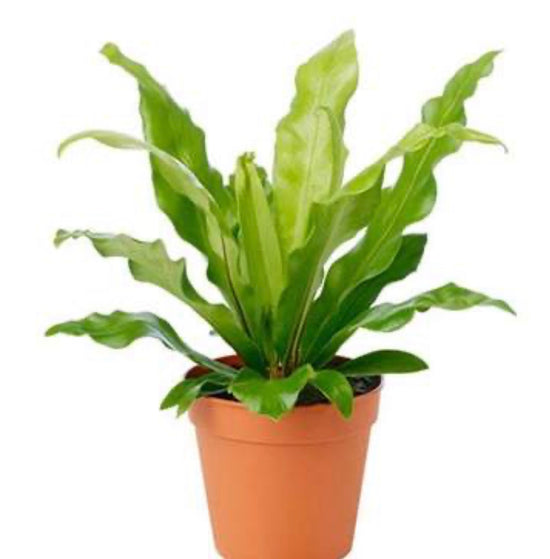 6" Birds Nest Fern