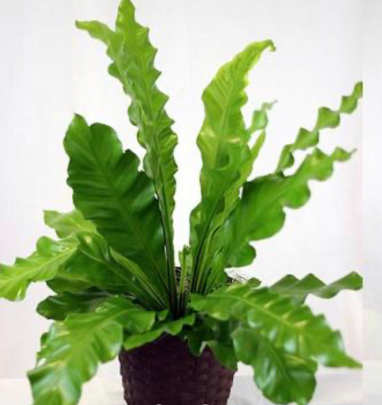 6" Birds Nest Fern