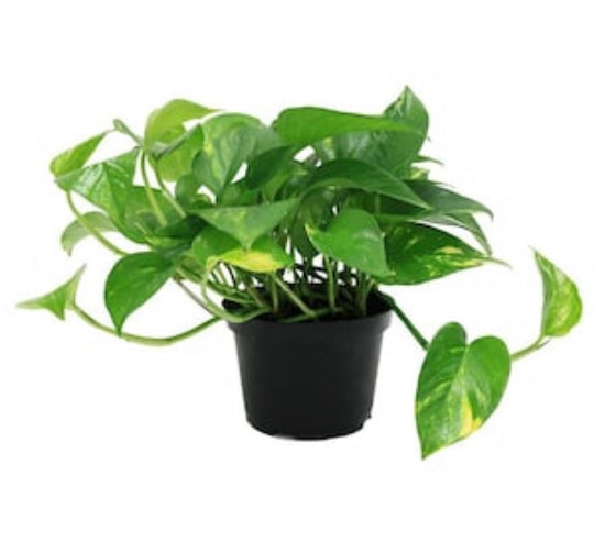Pothos House Plant