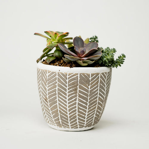 Medium Ancient Art Succulent